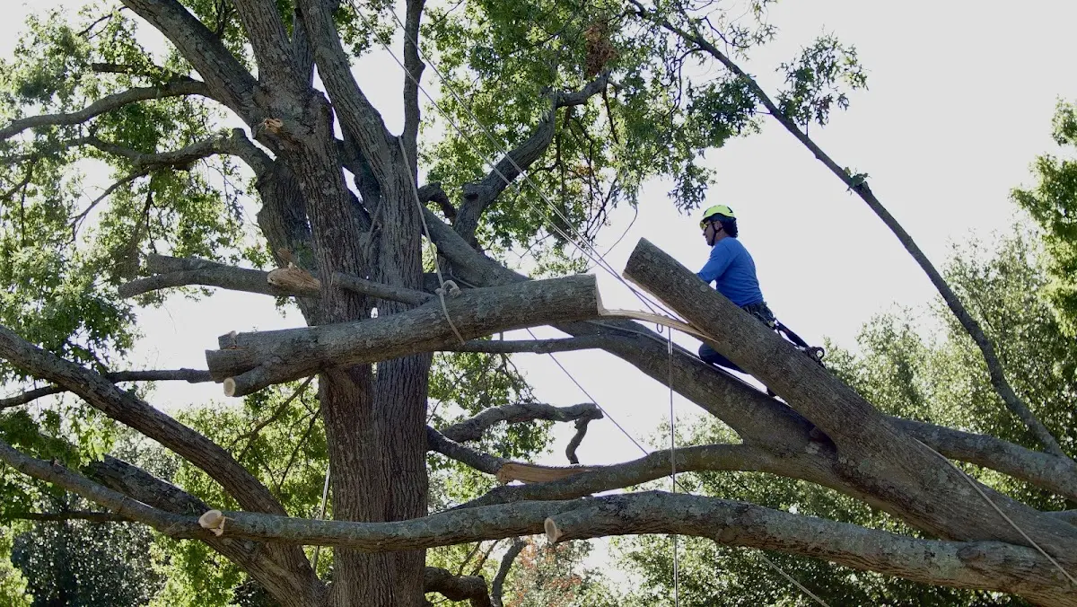 Professional Crown Thinning performed by certified arborists in Montreat